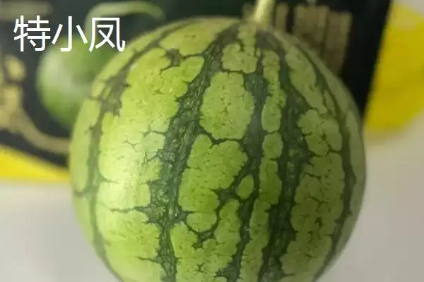 了解西瓜常见品种的方法和重点？认识西瓜品种要做好哪些细节？插图4