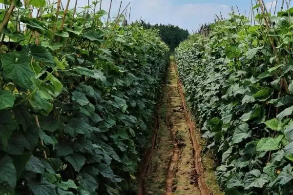 露天黄瓜的株行距是多少 ,露天黄瓜株行距一般为多少插图5 露天黄瓜的株行距是多少 ,露天黄瓜株行距一般为多少插图5
