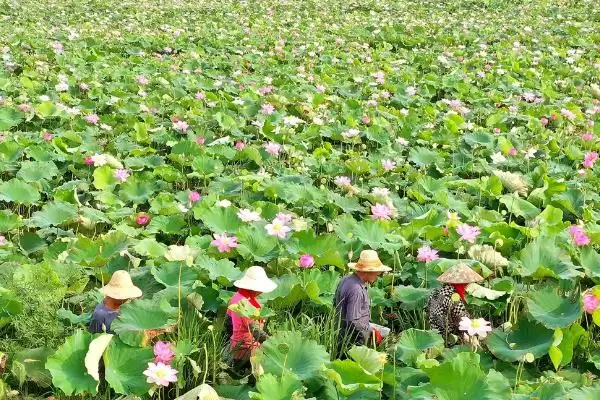 图片[2]-莲子的种植方法 ,莲子种植前为何要浸泡催芽？-会东网