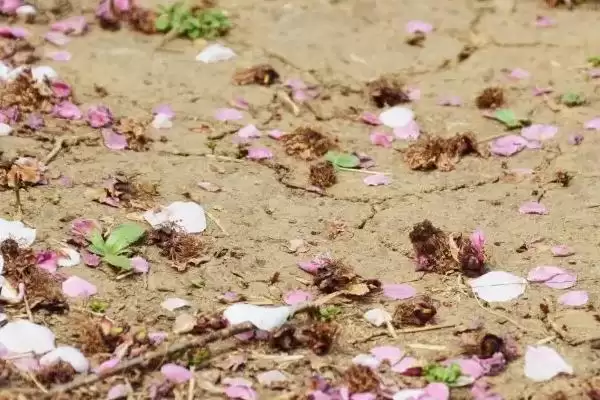 苹果树的存活时间,一般能达到50年左右插图10 苹果树的存活时间,一般能达到50年左右插图10