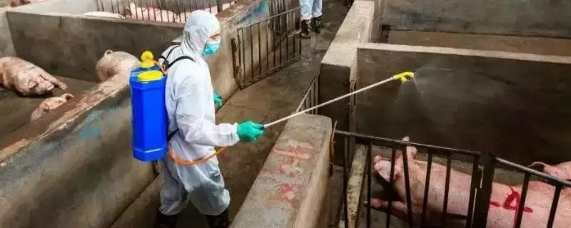 了解猪舍消毒后多久进猪的方法和重点?养猪要做好哪些消毒管理细节?-会东网