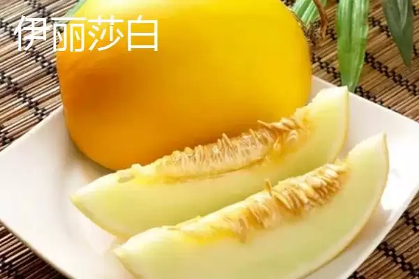 了解甜瓜品种的方法和重点？认识甜瓜品种要做好哪些细节？插图9