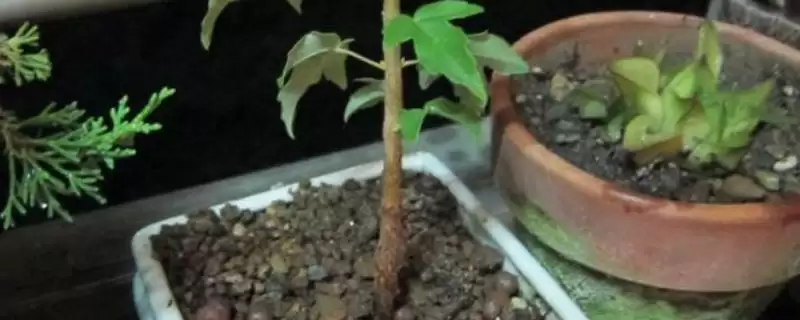 三角枫的繁殖方法?繁殖三角枫要遵循哪些科学的繁殖方法和步骤?-会东网