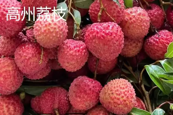 图片[3]-广东省高州市的特产，储良龙眼是著名优良品种-会东网