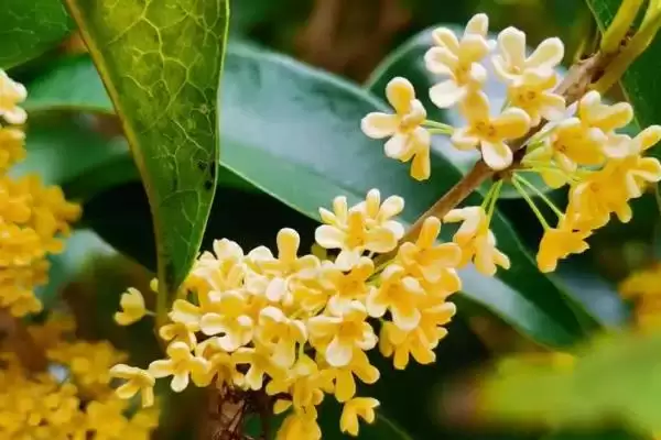 图片[9]-桂花的采摘时间，9-10月份为花期、开花中期适合采收-会东网