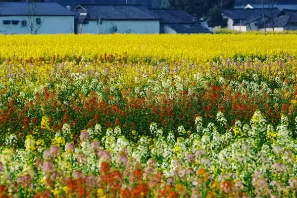 油菜的开花时间，通常在3-4月份开花插图3
