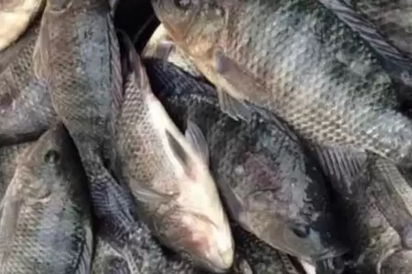图片[4]-罗非鱼的价格一般是多少 ,罗非鱼的均价在什么范围-会东网