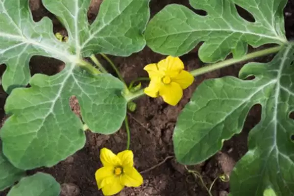 分析西瓜不易坐瓜原因的方法和重点?探究西瓜不易坐瓜要做好哪些细节?插图5 分析西瓜不易坐瓜原因的方法和重点?探究西瓜不易坐瓜要做好哪些细节?插图5