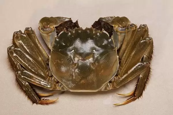 螃蟹的腿数秘密:2只螯足加8只步足的独特构造插图1 螃蟹的腿数秘密:2只螯足加8只步足的独特构造插图1