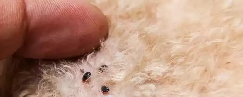 猫身上都有哪些种类的寄生虫 ,猫身上有体内和体外寄生虫-会东网