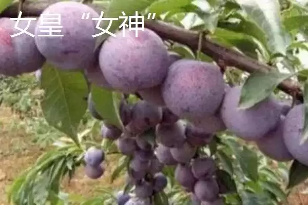 图片[6]-最大的李子品种，目前我国最大李子品种是黑巨王李子-会东网