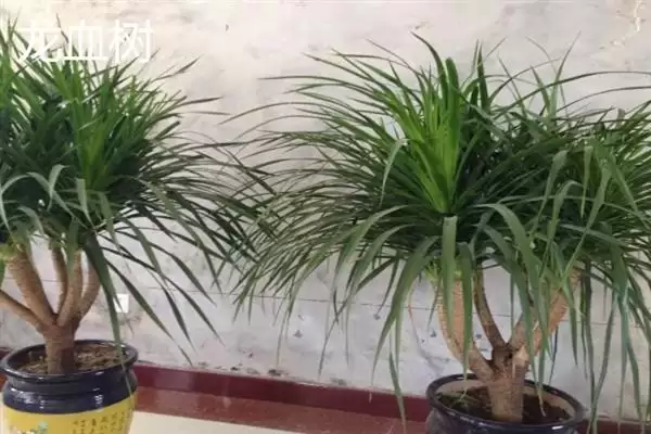 哪些耐阴的大型绿植适合放在客厅,苹果竹芋、琴叶榕、散尾葵等品种可供选择插图7 哪些耐阴的大型绿植适合放在客厅,苹果竹芋、琴叶榕、散尾葵等品种可供选择插图7