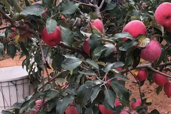 辽宁省锦州市有哪些特色水果,包括北镇葡萄、银白杏、锦州苹果等种类插图5 辽宁省锦州市有哪些特色水果,包括北镇葡萄、银白杏、锦州苹果等种类插图5