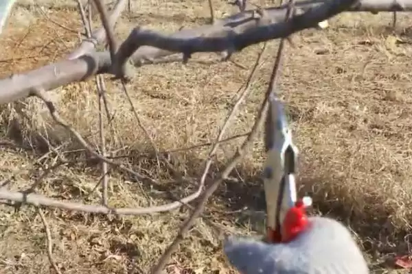 给苹果树修枝的作用,修枝可改善树体营养、提高果实品质插图6 给苹果树修枝的作用,修枝可改善树体营养、提高果实品质插图6