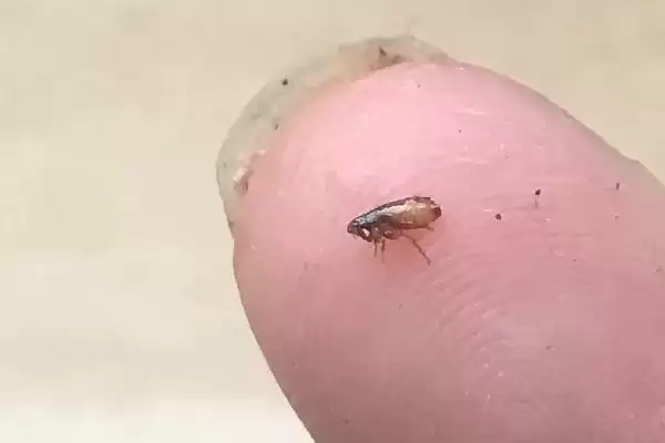 图片[2]-跳蚤的天敌？了解跳蚤天敌要知晓哪些关键的生物相克关系和物种信息？-会东网