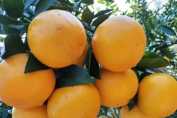 明日见和有何品种特性呢 ,明日见品种的甜度特别高是其特点插图4 明日见和有何品种特性呢 ,明日见品种的甜度特别高是其特点插图4