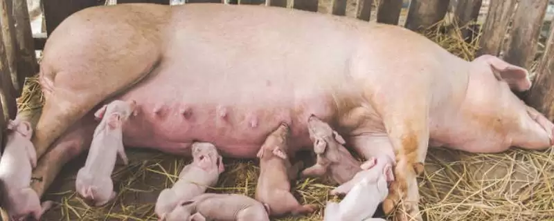 了解市面上没有猪奶原因的方法和重点？养猪乳业发展有哪些细节？-会东网