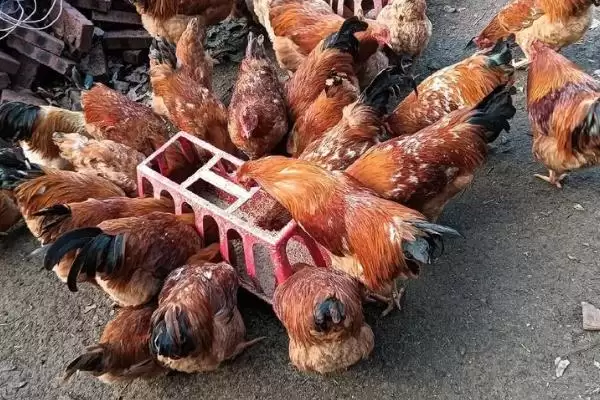 计算散养土鸡成本的方法和重点?养鸡要做好哪些成本核算?插图10 计算散养土鸡成本的方法和重点?养鸡要做好哪些成本核算?插图10