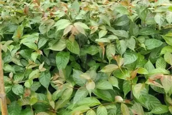 图片[5]-种植钩藤的效益和前景？种植钩藤需关注哪些经济发展要素？-会东网