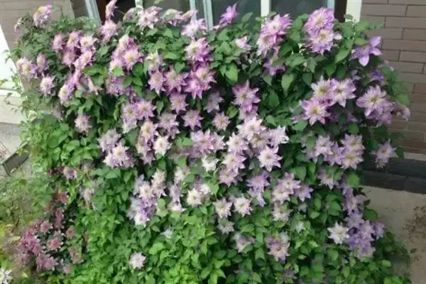 图片[2]-铁线莲的花语？了解铁线莲花语要探究哪些文化象征和寓意内涵要点？-会东网