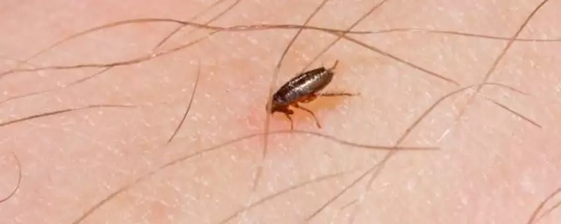 跳蚤的天敌？了解跳蚤天敌要知晓哪些关键的生物相克关系和物种信息？-会东网