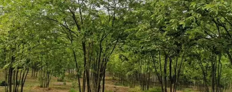 朴树常见品种大集合：可作绿化树种的优势品种介绍-会东网