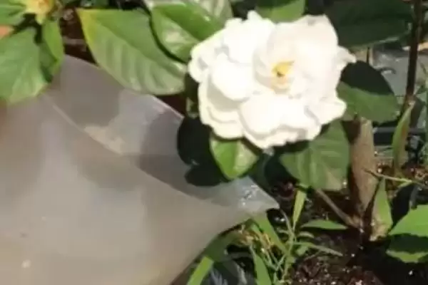 图片[3]-了解栀子花开花季节的方法和重点？了解栀子花开花季节要做好哪些细节？-会东网