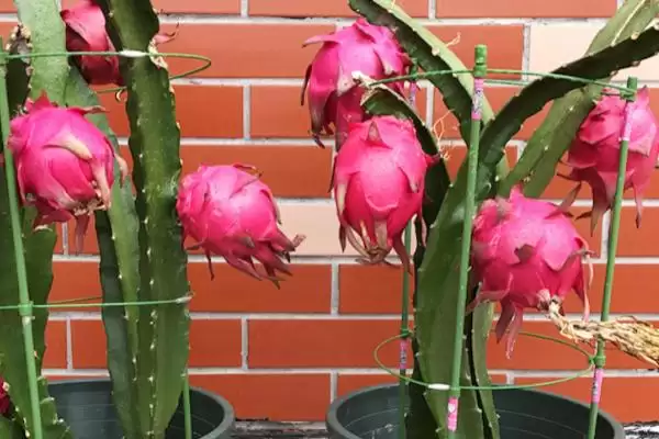 图片[2]-在阳台上种植火龙果的方法和重点？在阳台上种植火龙果要做好哪些细节？-会东网