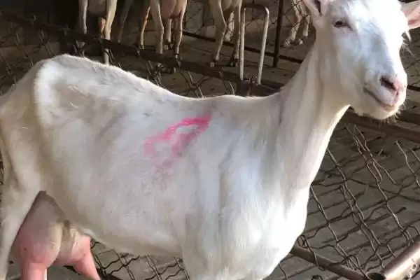 图片[2]-奶羊产奶的真相：不交配就不能泌乳的生理奥秘-会东网