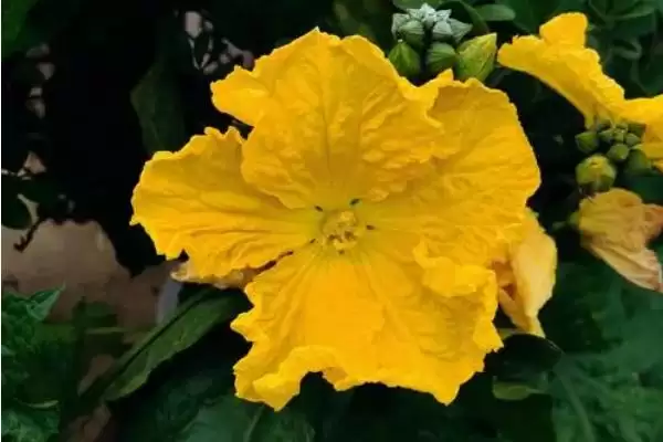 种植丝瓜的方法和重点？种丝瓜要做好哪些细节？插图4