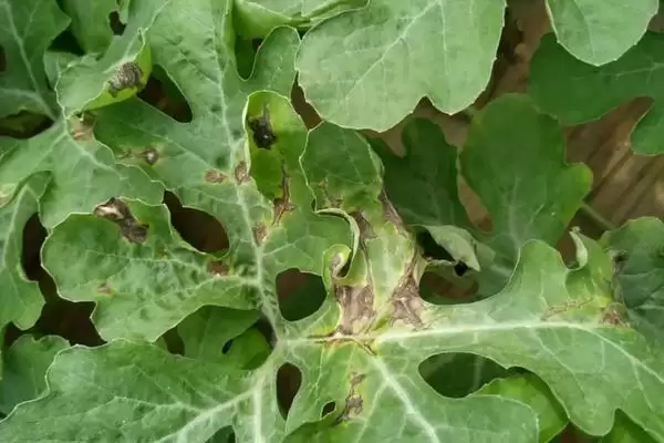 分析西瓜叶片有黑斑原因的方法和重点？探究西瓜叶片黑斑要做好哪些细节？插图1