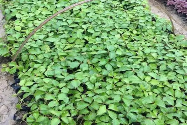 图片[10]-爬山虎的果实与种子之谜：有果实也有种子的奇妙植物-会东网
