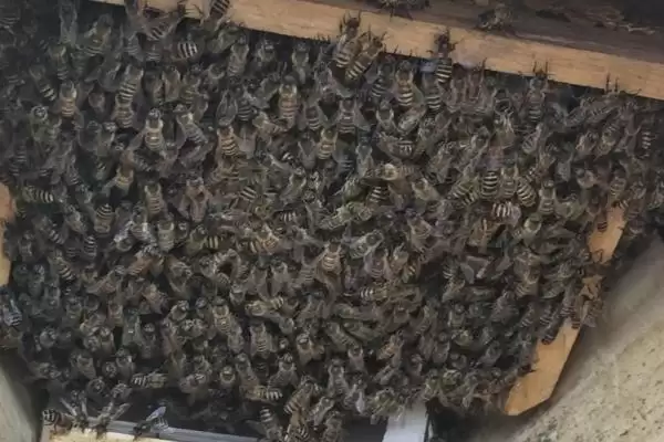 图片[3]-养蜂技术指导人工分蜂，王台封盖时便可以准备分蜂-会东网