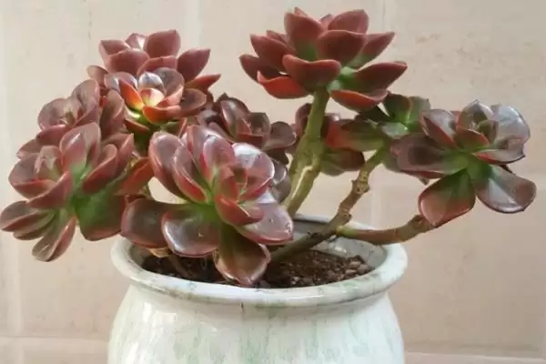 巧克力多肉盆栽注意事项?插图7 巧克力多肉盆栽注意事项?插图7