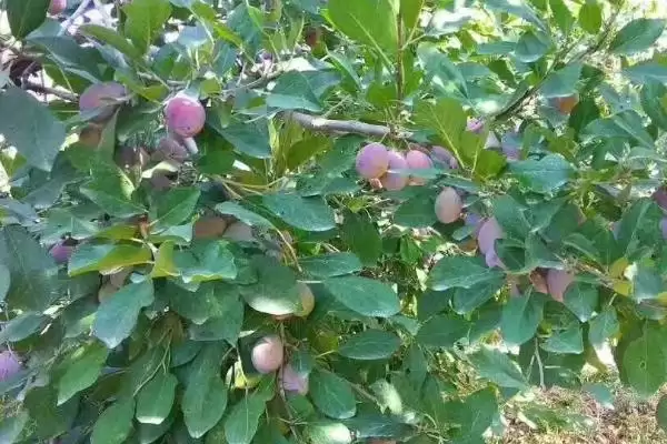 西梅几月份成熟上市，通常在8-9月份成熟上市插图6