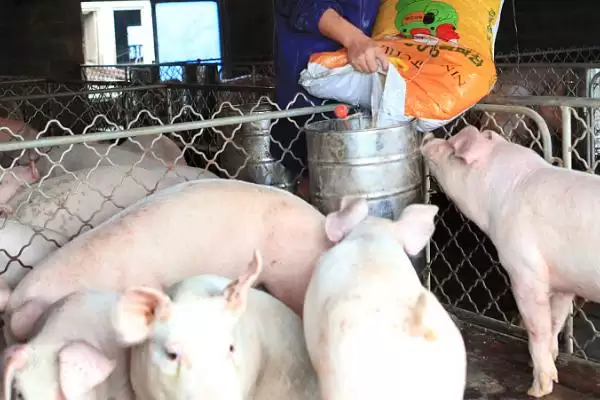 预防猪高热病的方法和重点？养猪要做好哪些日常预防细节？插图3