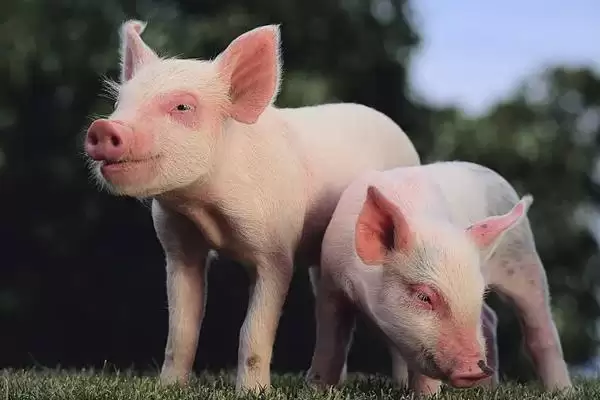 生猪屠宰的方法和重点？养猪要做好哪些屠宰前准备细节？插图9