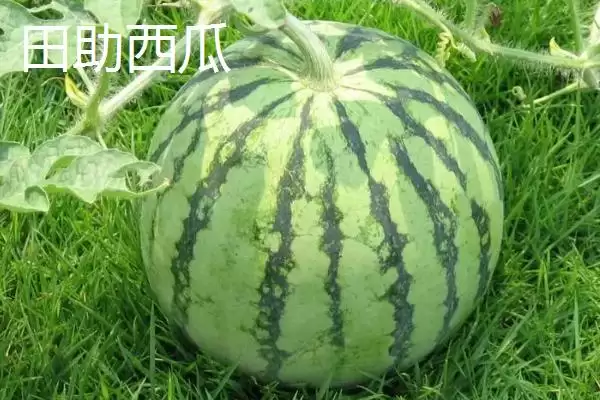 图片[10]-了解我国大陆地区最贵水果的方法和重点？认识大陆最贵水果要做好哪些细节？-会东网
