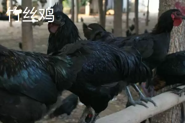 明确乌鸡产地范围的方法和重点?养鸡要做好哪些品种溯源?插图2 明确乌鸡产地范围的方法和重点?养鸡要做好哪些品种溯源?插图2