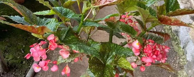 竹节海棠不开花的原因和解决要点?解决竹节海棠不开花需注意什么?-会东网