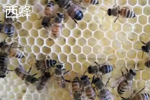 图片[2]-西蜂和中蜂的区别，科属、外观、蜂种等均不同-会东网