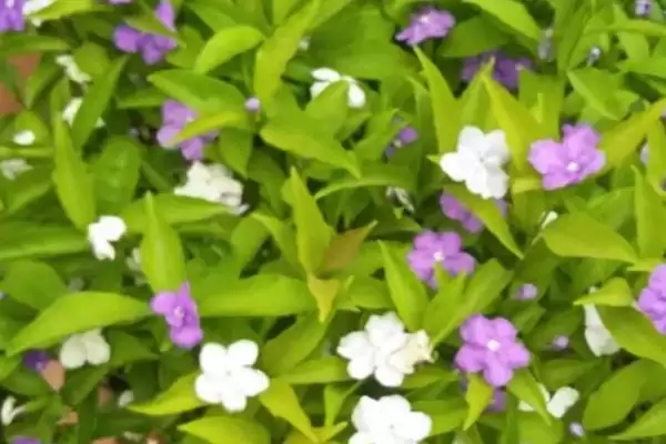 图片[2]-双色茉莉如何施肥？给双色茉莉施肥要掌握哪些关键的施肥时间和方法？-会东网