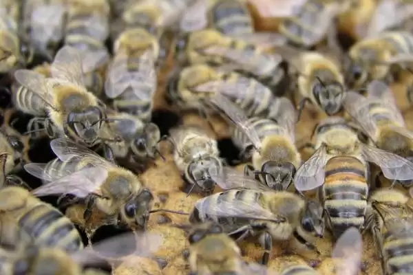 蜜蜂几月份开始秋繁,因各地气候不同而不同插图3 蜜蜂几月份开始秋繁,因各地气候不同而不同插图3