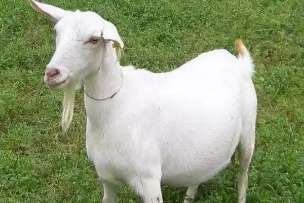 判断羊和鸡能否混养的方法和重点?养鸡要做好哪些混养规划?插图5 判断羊和鸡能否混养的方法和重点?养鸡要做好哪些混养规划?插图5