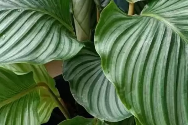 怎样养苹果竹芋长得快,最好将其置于半阴环境中插图3 怎样养苹果竹芋长得快,最好将其置于半阴环境中插图3