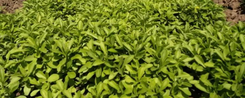 认识有前景种植项目的方法和重点？认识有前景种植项目要做好哪些细节？-会东网