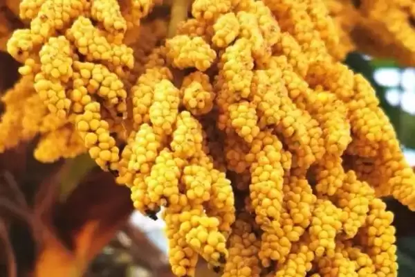 图片[3]-棕树花食用性的要点和依据？判断棕树花能否吃需注意什么？-会东网