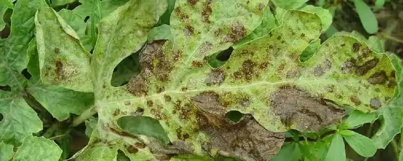 分析西瓜叶片有黑斑原因的方法和重点？探究西瓜叶片黑斑要做好哪些细节？-会东网
