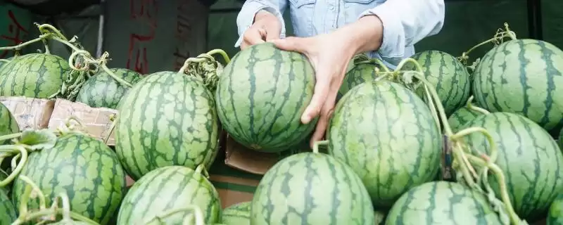 挑选又甜又大西瓜的方法和重点?挑西瓜要做好哪些细节选到又甜又大的?-会东网