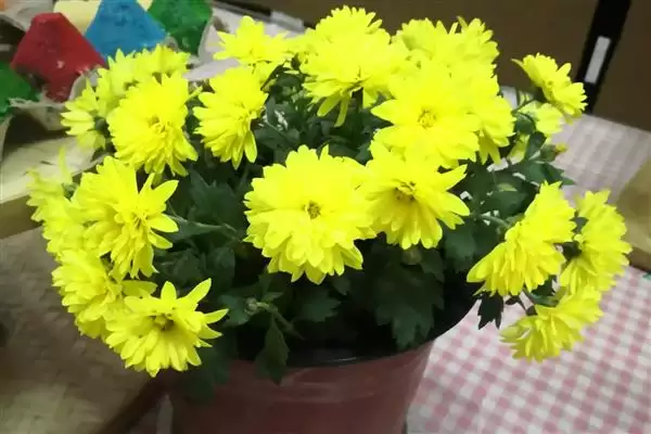 菊花的花色种类 ,菊花的花色具体分为哪些类别呢？插图4